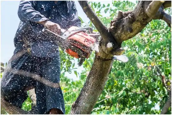 tree services Salisbury